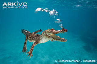 Illustration for article titled Sunday Crocodilian - Crocodylus porosus Edition